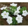 你要的！ 矮牽牛批發(fā)【贊】青州矮牽牛【推薦】山西矮牽牛